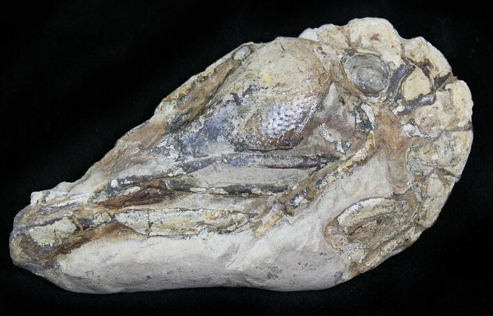 Fossil Lobster (Meyeria) - Cretaceous, Isle of Wight #22088